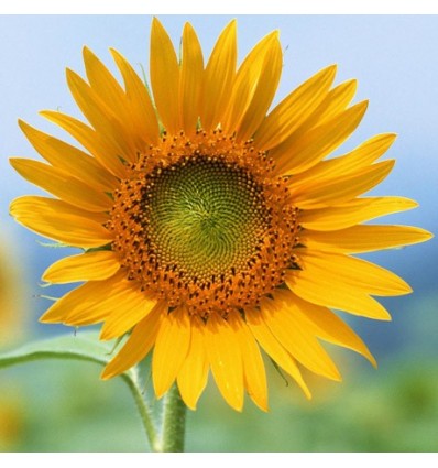 Цвете в кен