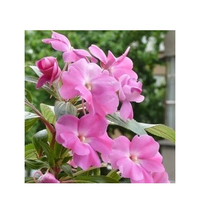 Цвете в кен