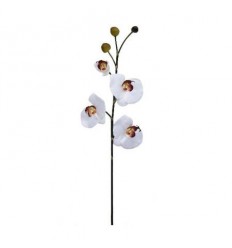 Орхидея бяла 63см.