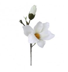 Магнолия бяла 45см.