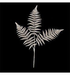 Коледна папрат бяла